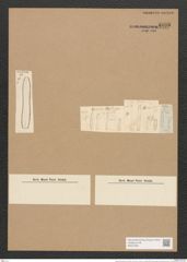 Nitzschia thermalis (Ehr.) Auersw. (de-Toni-Nr.: Genus 47, Species 2044) Zeichnungen Sammlung Grunow Nr. 4035 (NHMW-BOT-W0371851)